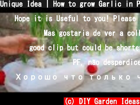 Unique Idea | How to grow Garlic in Plastic Cans easily for beginners  (c) DIY Garden Ideas