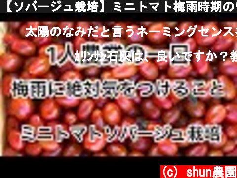 【ソバージュ栽培】ミニトマト梅雨時期の管理  (c) shun農園
