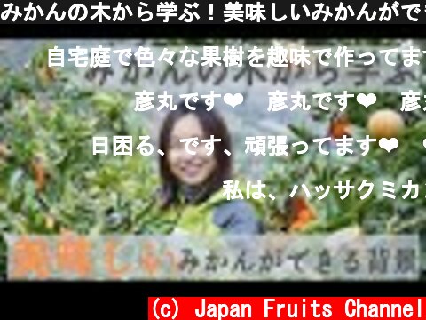 みかんの木から学ぶ！美味しいみかんができる背景。  (c) Japan Fruits Channel