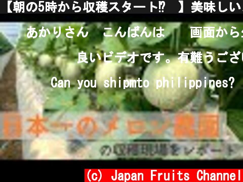 【朝の5時から収穫スタート⁉️】美味しいメロンの収穫現場をレポート。マスクメロンの美味しさの秘密に迫ります！  (c) Japan Fruits Channel
