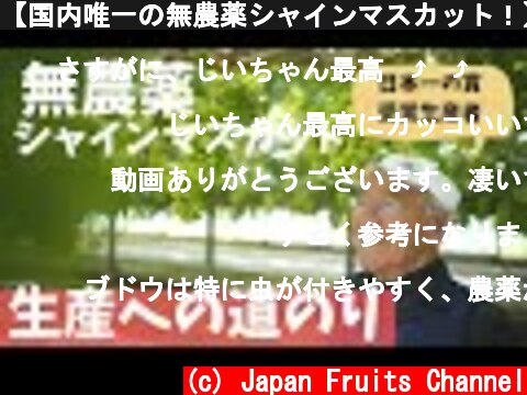 【国内唯一の無農薬シャインマスカット！】日本一の賞を受賞するプロの生産者手がける、無農薬シャインマスカットが作られる秘密を公開  (c) Japan Fruits Channel