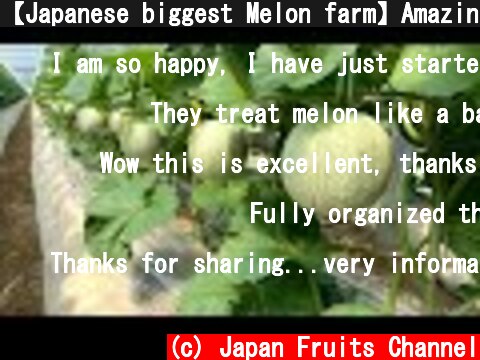 【Japanese biggest Melon farm】Amazing Melon Harvesting! Agriculture Technology  (c) Japan Fruits Channel