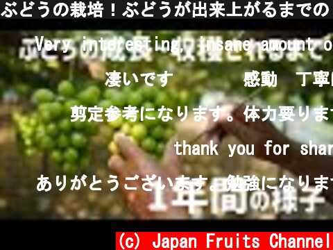 ぶどうの栽培！ぶどうが出来上がるまでの１年間に密着。How grapes are grown  (c) Japan Fruits Channel