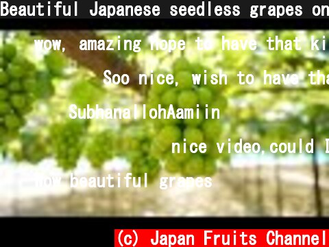 Beautiful Japanese seedless grapes on the Vine in the Vineyard  (c) Japan Fruits Channel