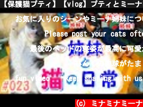 【保護猫プティ】【vlog】プティとミーナ四姉妹の日常の様子を公開！！  (c) ミナミナミーナ
