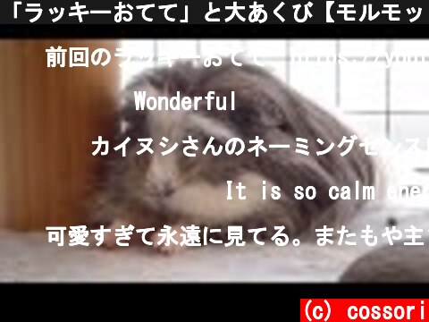 「ラッキーおてて」と大あくび【モルモット】Cute paws guinea pig  (c) cossori