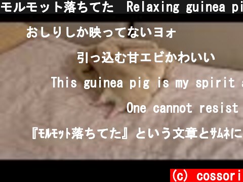 モルモット落ちてた　Relaxing guinea pig  (c) cossori