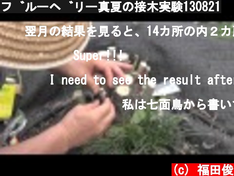 ブルーベリー真夏の接木実験130821  (c) 福田俊