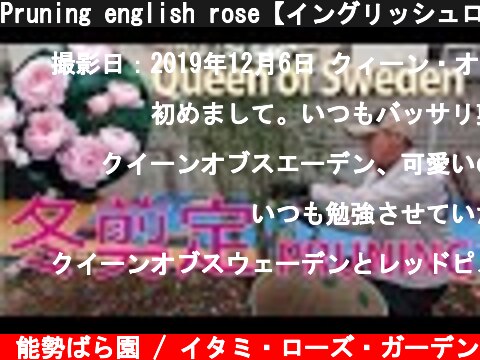Pruning english rose【イングリッシュローズを剪定】クィーン・オブ・スウェーデン（字幕）  (c) 能勢ばら園 / イタミ・ローズ・ガーデン