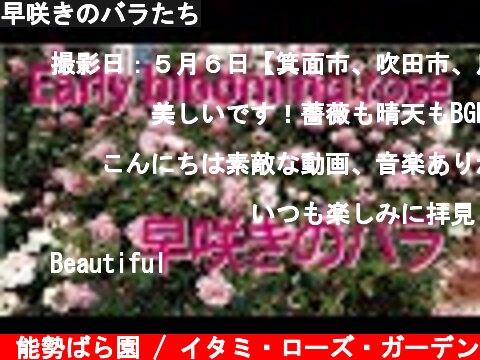 早咲きのバラたち  (c) 能勢ばら園 / イタミ・ローズ・ガーデン