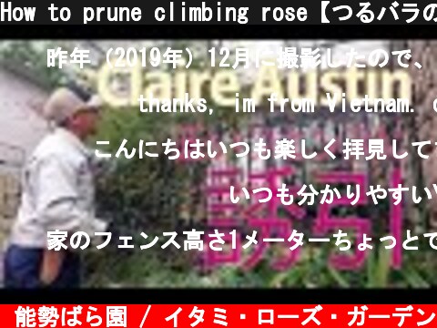 How to prune climbing rose【つるバラの剪定・誘引】クレア・オースチンを低いフェンスに仕立てる方法（字幕）  (c) 能勢ばら園 / イタミ・ローズ・ガーデン