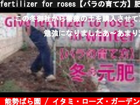 fertilizer for roses【バラの育て方】肥料のやり方＝冬の元肥＝  (c) 能勢ばら園 / イタミ・ローズ・ガーデン