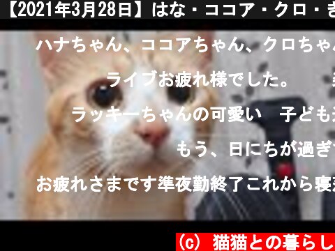 【2021年3月28日】はな・ココア・クロ・きなこ・モモ【誕生日ライブ配信】  (c) 猫猫との暮らし