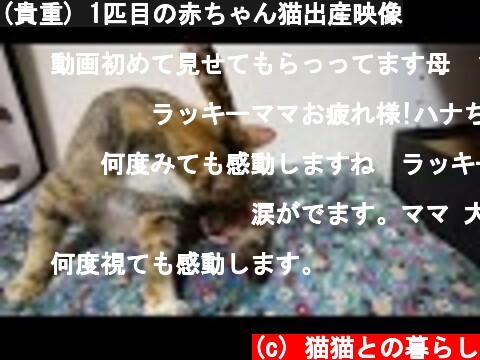 (貴重) 1匹目の赤ちゃん猫出産映像  (c) 猫猫との暮らし
