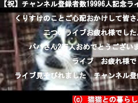 【祝】チャンネル登録者数19996人記念ライブ配信（20:30辺りから）  (c) 猫猫との暮らし