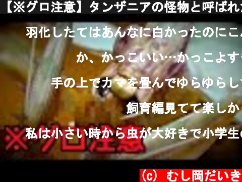 【※グロ注意】タンザニアの怪物と呼ばれたカマキリが怖すぎる[ニセハナマオウカマキリ飼育2019(#7)](Idolomantis Diabolica - Devil Flower Mantis)  (c) むし岡だいき