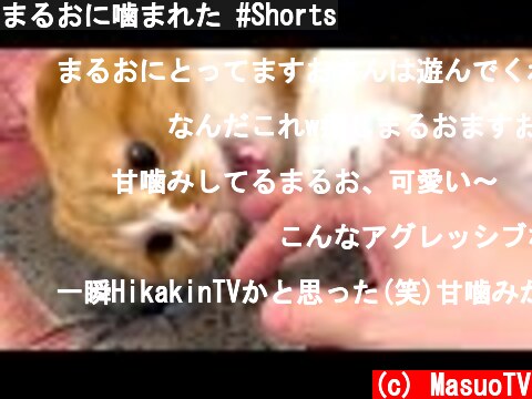 まるおに噛まれた #Shorts  (c) MasuoTV