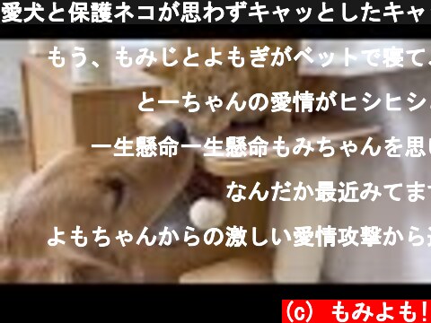愛犬と保護ネコが思わずキャッとしたキャットタワー【ゴールデンレトリバー】  (c) もみよも!