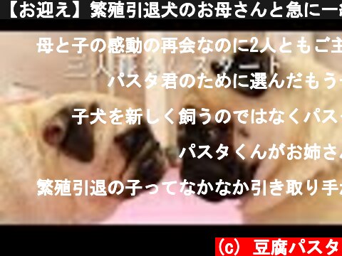 【お迎え】繁殖引退犬のお母さんと急に一緒に暮らすことになったパグの反応がこちら  (c) 豆腐パスタ
