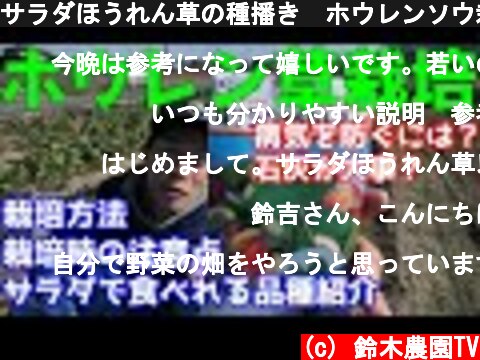 サラダほうれん草の種播き　ホウレンソウ栽培方法と注意点について  (c) 鈴木農園TV