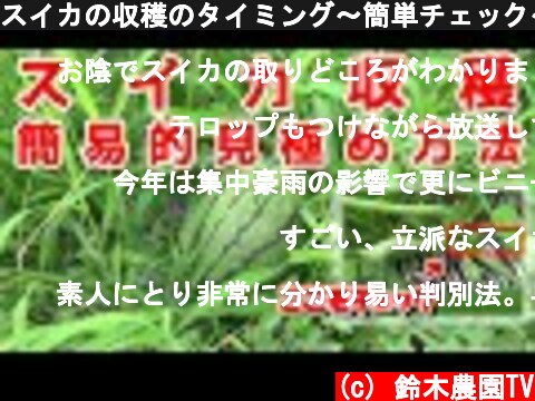 スイカの収穫のタイミング～簡単チェック～  (c) 鈴木農園TV
