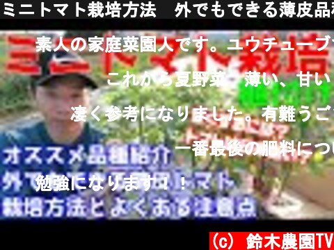 ミニトマト栽培方法　外でもできる薄皮品種紹介  (c) 鈴木農園TV
