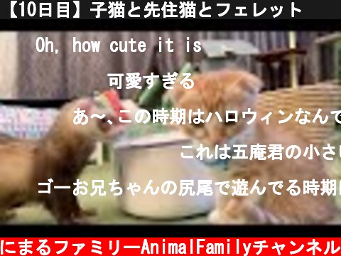【10日目】子猫と先住猫とフェレット😻🐻 【子猫との対面】  (c) あにまるファミリーAnimalFamilyチャンネル