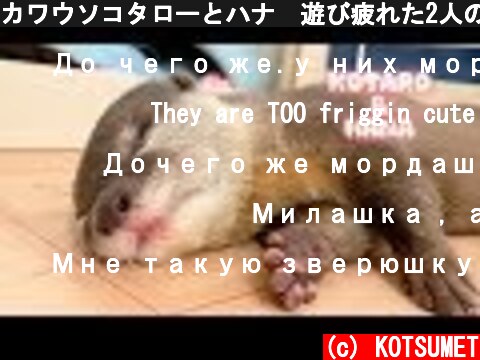 カワウソコタローとハナ　遊び疲れた2人の癒し寝顔　Otter Kotaro&Hana Cute Sleeping Faces  (c) KOTSUMET