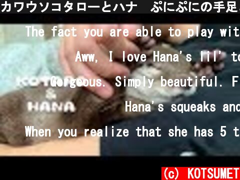 カワウソコタローとハナ　ぷにぷにの手足と鳴き声が可愛いハナ　Otter Kotaro&Hana Cute Noise and Squishy Paws  (c) KOTSUMET