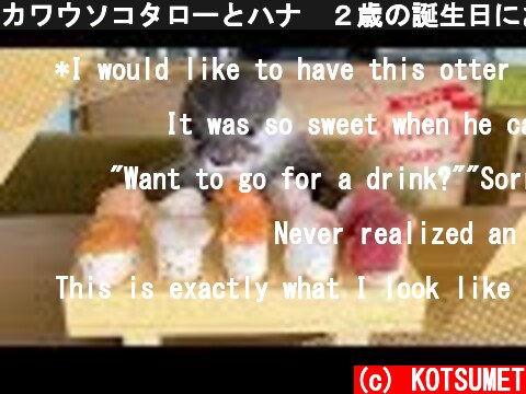 カワウソコタローとハナ　２歳の誕生日にお寿司をにぎってあげた！　Kotaro the Otter Happy Sushi Birthday!  (c) KOTSUMET