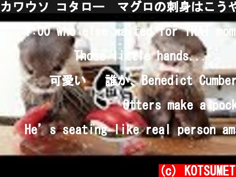 カワウソ コタロー　マグロの刺身はこうやって食べる　Kotaro the Otter Eating Tuna Sashimi  (c) KOTSUMET