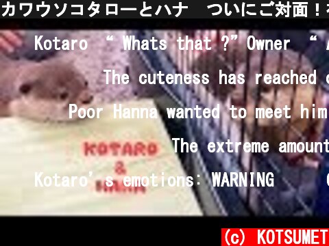 カワウソコタローとハナ　ついにご対面！初めての出会い　Otter Kotaro&Hana Meet For The First Time  (c) KOTSUMET