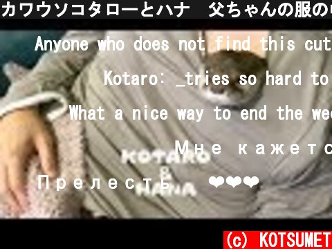カワウソコタローとハナ　父ちゃんの服の中を安全地帯にするコタロー　Otter Kotaro&Hana The Safe Place Under Dad's Shirt  (c) KOTSUMET