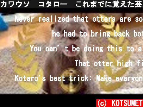 カワウソ  コタロー　これまでに覚えた芸と新技を一気に見せます！　Kotaro the Otter 6 Awesome Tricks  (c) KOTSUMET
