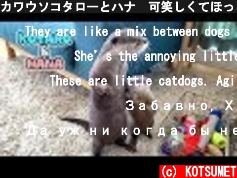 カワウソコタローとハナ　可笑しくてほっこりする２人のやりとり　Otter Kotaro&Hana Get on Great Together  (c) KOTSUMET