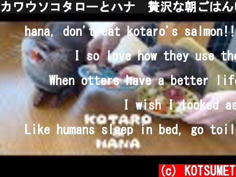 カワウソコタローとハナ　贅沢な朝ごはんいただきます！　Otter Kotaro&Hana Lovely Breakfast  (c) KOTSUMET