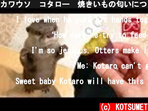 カワウソ  コタロー　焼きいもの匂いにつられてやって来た　Kotaro the Otter Lured in by the Smell of Baked Sweet Potato  (c) KOTSUMET