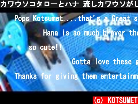 カワウソコタローとハナ 流しカワウソがしたい父ちゃん　Otter Kotaro&Hana Water Slide Playtime  (c) KOTSUMET