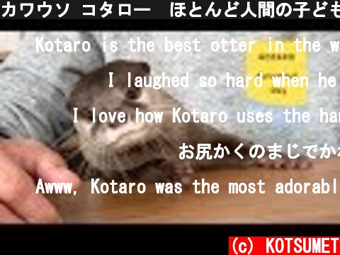 カワウソ コタロー　ほとんど人間の子どものような１日　Kotaro the Otter One Day Like a Human  (c) KOTSUMET