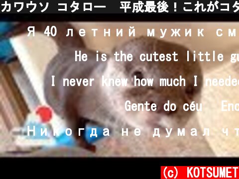 カワウソ コタロー  平成最後！これがコタローの1日！  Kotaro the Otter It's a Wonderful Day  (c) KOTSUMET
