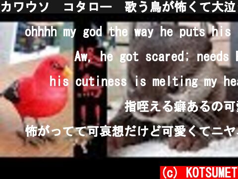 カワウソ  コタロー　歌う鳥が怖くて大泣きしてしまう　Kotaro the Otter Scared of the Singing Bird and Crying in Dad's Arms  (c) KOTSUMET
