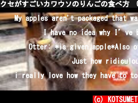 クセがすごいカワウソのりんごの食べ方　Otter Unique Way of Eating Apples  (c) KOTSUMET