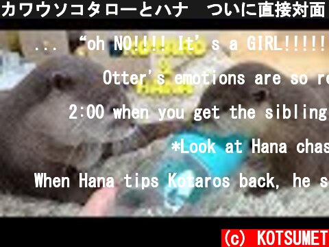 カワウソコタローとハナ　ついに直接対面！！　Otter Kotaro&Hana Come Face to Face  (c) KOTSUMET