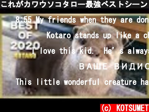 これがカワウソコタロー最強ベストシーン！　Otter Kotaro Best Moments of 2020  (c) KOTSUMET