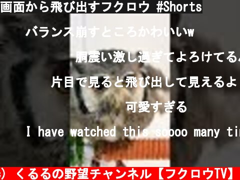 画面から飛び出すフクロウ #Shorts  (c) くるるの野望チャンネル【フクロウTV】