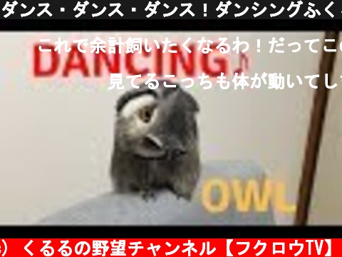 ダンス・ダンス・ダンス！ダンシングふくろう！/Dancing owl  (c) くるるの野望チャンネル【フクロウTV】