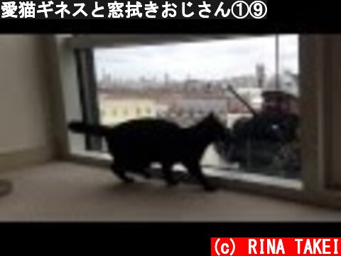 愛猫ギネスと窓拭きおじさん①⑨  (c) RINA TAKEI