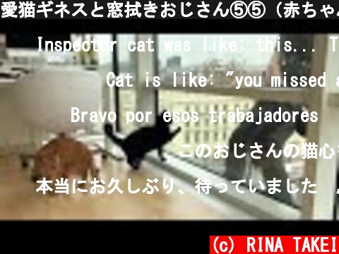 愛猫ギネスと窓拭きおじさん⑤⑤（赤ちゃん初めてのご対面編）  (c) RINA TAKEI