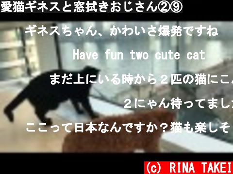 愛猫ギネスと窓拭きおじさん②⑨  (c) RINA TAKEI