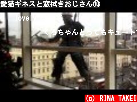 愛猫ギネスと窓拭きおじさん⑩  (c) RINA TAKEI